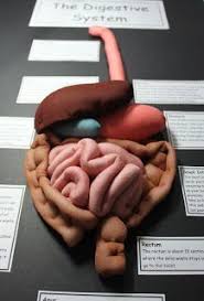 Make Your Own Digestive System Toy Clay Model Human Digestive System Digestive System Digestive System Project