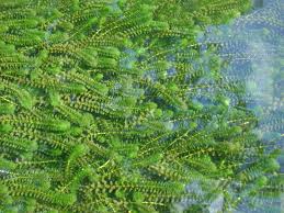 Image result for Elodea