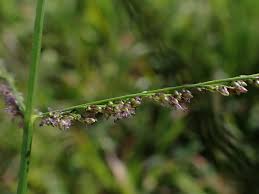 Image result for Steinchisma laxum