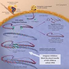 Image result for Integrase Strand Transfer Inhibitor
