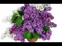 Youtube Lilac Bouquet Flowers Online Flower Delivery