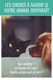 Epingle Sur Animaux