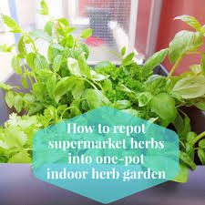 How To Repot Supermarket Herbs Into One Pot Indoor Herb Garden Lia Belle