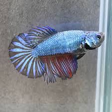 Female Betta Fish Mettallic Light Blue Hmpk From Thailand Betta Fish Betta Fish