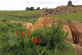 Image result for Erythrina zeyheri