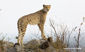 Buy healthy, trained and registered exotic pets and animals online from us at great prices. Fighting For Cheetahs Amidst An Illegal Pet Trade