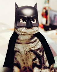 It S A Kind Of Magic Cat Felix The Magic Cat Follow Felixmagiccat Cats Cat Catsofinstagram Funnycats Catstagram I Resim