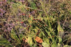 Image result for Asparagus flavicaulis