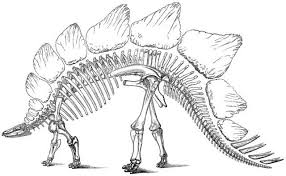Dinosaur skeleton coloring page to print and color for children of all ages. Dinosaur Skeleton Pictures