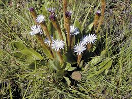 Image result for Gerbera piloselloides