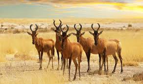 Wir nehmen sie mit auf eine unvergessliche reise nach afrika. Die Besten Reise Tipps Von Insidern Namibia