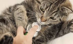 24 hour pet clinic in yangon. Pyay Veterinary Clinic Cause They Can T Tell You What S Wrong