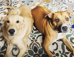 Watch these new born golden retriever puppies grow up; Dallas Tx Golden Retriever Puppy And 2 Yo Labrador Retriever Mix Dog For Private Adoption Adopt Eve And Finnley Today