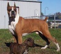 Maybe you would like to learn more about one of these? Boxer Puppies For Sale In Michigan Boxer Breeders And Information