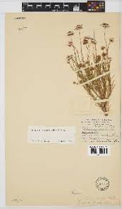 Image result for Felicia clavipilosa