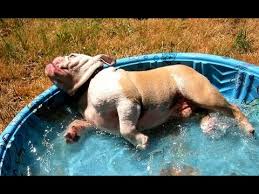 We have two english bulldogs and it's very true: Bulldogs Playing In Pools Youtube