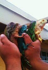Almost Everyiguana Phase Extra Dark Red Phase Blue Phase Green Albino Pet Lizards Iguana Pet Cute Reptiles