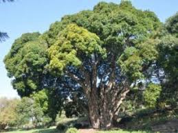 Image result for Maranthes goetzeniana