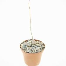 Image result for Raphionacme lanceolata