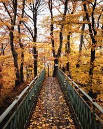 Unlike those deciduous trees that change color for only a brief period in the fall, there are several trees that can bring a splash of red to the garden all. Fall Tree Pictures Download Free Images On Unsplash