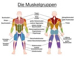 It is controlled by the axillary nerve. Muscle Chart German Labeling Most Important Muscles Of The Human Body Colored Front And Back View Isolated Vector Illustration On White Background Stock Vector Adobe Stock