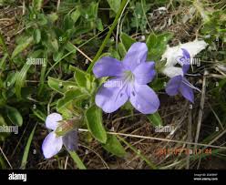 Image result for Barleria obtusa