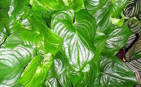 Image result for Cyanastrum