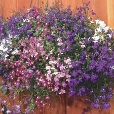 Image result for lobelia combine composition