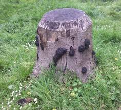 Most tree fungi consume decaying wood, but there isn't a lot of that on a healthy tree. Tree Wardens On Twitter Knowledgeable Persons Have Identified The Fungus The Black Blobs Are Known As King Alfred S Cakes Or Daldinia Concentrica And On The Other Stump The Common Bracket Fungus Is