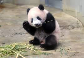 Cute baby boy wearing a panda bear suit sitting in grass at park. Too Cute Cute Baby Panda Novocom Top