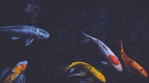 The large shag rug really helps give it a youthful vibe. Koi Fish 1080p 2k 4k 5k Hd Wallpapers Free Download Wallpaper Flare