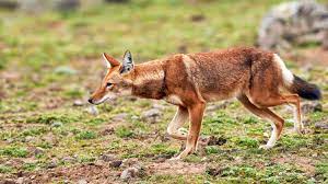 See full list on wolfworlds.com In Search Of The Rare Ethiopian Wolf Adventure Com