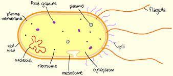 Draw well labelled diagram of prokaryotic cell. Draw A Well Labelled Diagram Of Prokaryotic Cell How Can You Identify It As A Prokaryotic Cell Brainly In