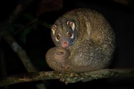 Green Ringtail Possum Pseudochirops Archeri Possum Green Marsupialia