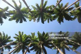 Image result for Roystonea oleracea