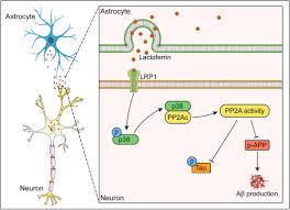 Astrocyte‐derived lactoferrin reduces β‐amyloid burden by promoting the  interaction between p38 kinase and PP2A phosphatase in male APPPS1  transgenic mice - Fan - 2024 - British Journal of Pharmacology - Wiley  Online Library