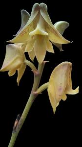 Image result for Polystachya galeata