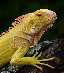 I Want An Iguana Badly But My Mom Doesn T Want Me Having One In The House Maybe When I Move Out Iguana Pet Iguana Reptiles And Amphibians
