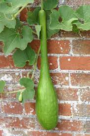 Thus, an acorn squash will cross pollinate with a zucchini or a miniature gourd. Do Squash And Cucumber Plants Cross Pollinate