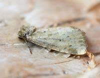 Image result for Photedes minima