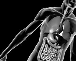 Carmel Pine Cone, Nov. 7, 2008