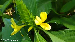 Image result for Barleria setosa