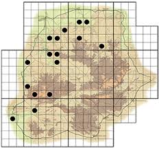 Image result for Maerua angolensis