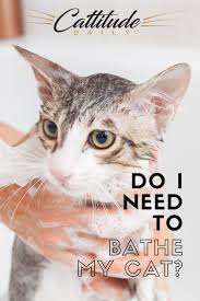 We did not find results for: Do I Need To Bathe My Cat In 2021 Cat Care Tips Cat Care Cat Grooming