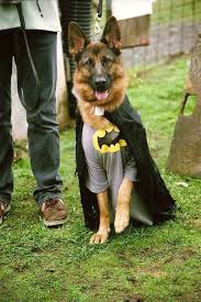 Da Da Da Da Da Da Da Da Da Da Da Da Da Da Da Da Bat Dog Gsd Germanshepherd German Shepherd Costume Dog Costumes Dog Halloween Costumes