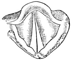 Discover 948 free singing png images with transparent backgrounds. File Psm V64 D268 Vocal Cords In Position For Speaking Or Singing Png Wikipedia
