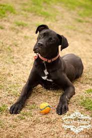 The boxane is not a purebred dog. 43 Boxane Ideas Great Dane Boxer Mix Dogs