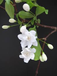 Image result for Wrightia