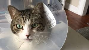 This time, i underwent a colostomy and proctectomy. I Spent 7 000 On My Cat S Medical Bills And I Have Only One Regret