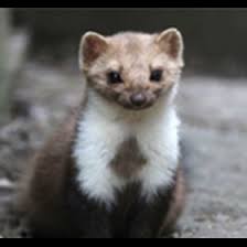 Find & download the most popular animal photos on freepik free for commercial use high quality images over 7 million stock photos. Comment Se Debarrasser D Une Fouine Anticimex